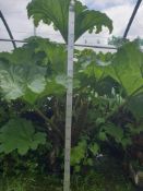 1 Gunnera maculata - 20ltr basket - Mature specimin plants