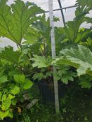 1 Gunnera maculata - 80 ltr pots - Mature specimin plants