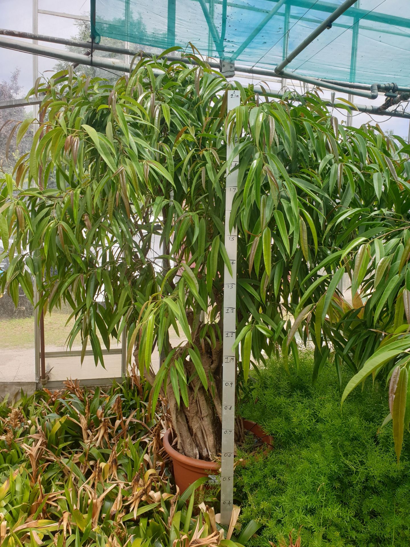 1 Ficus Longifolia - specimun plant with multi stemmed trunk - Image 2 of 2