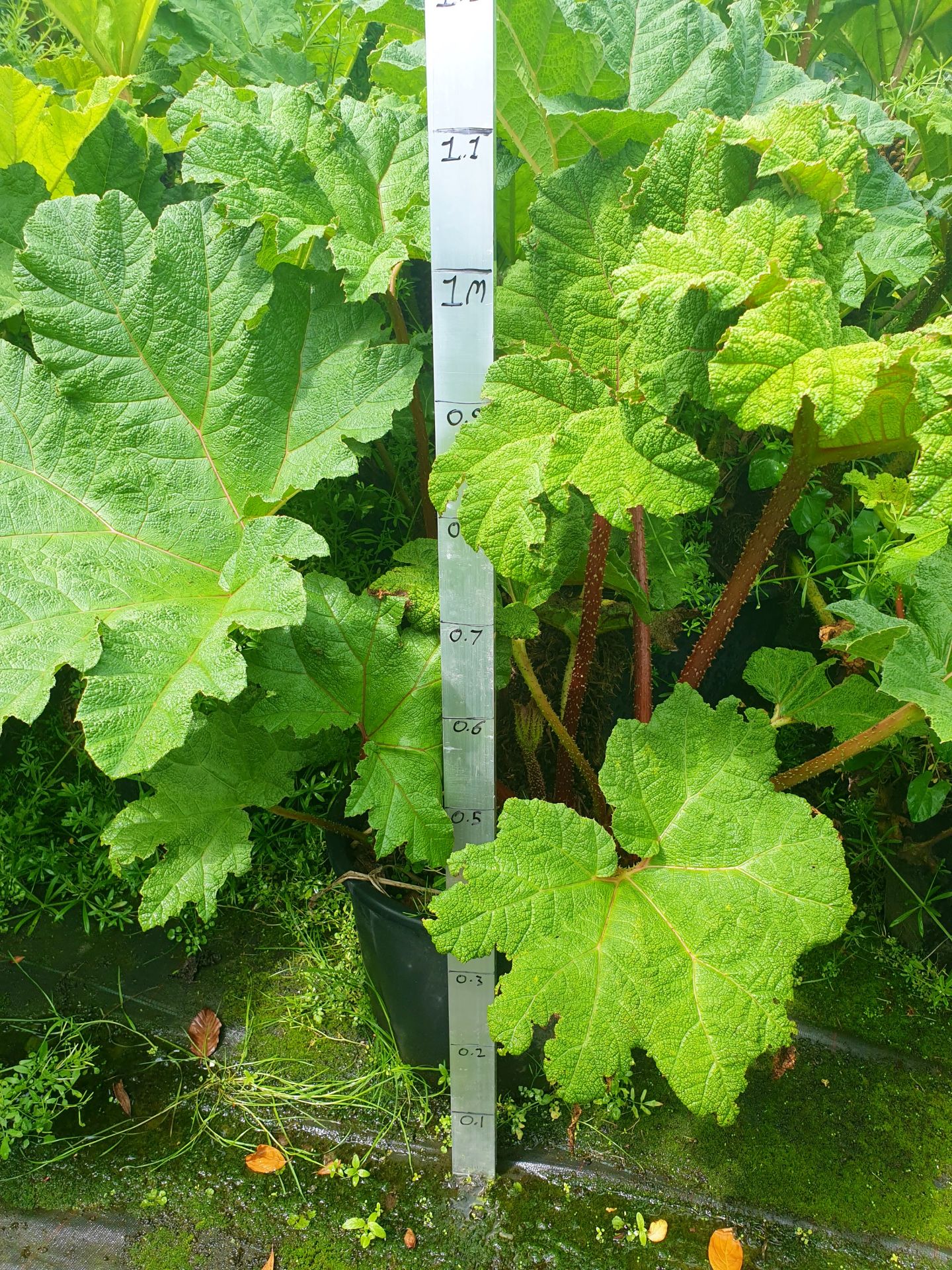 1 Gunnera maculata - 30 ltr pots - Mature specimin plants