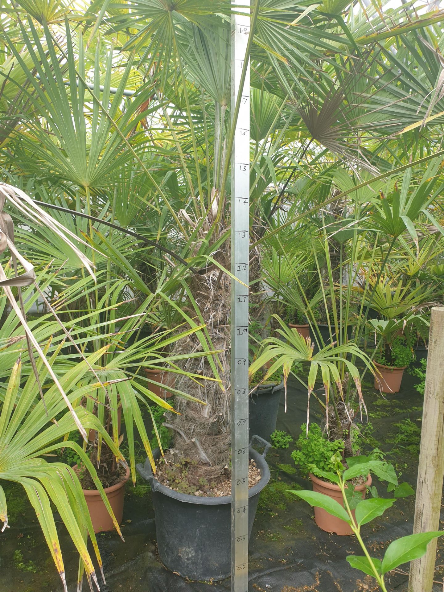 1 Trachycarpus fortunei - Image 2 of 2