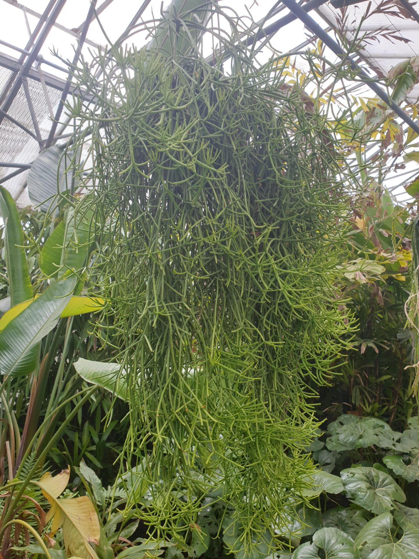 3 Hanging Rispalsi in large hanging pot