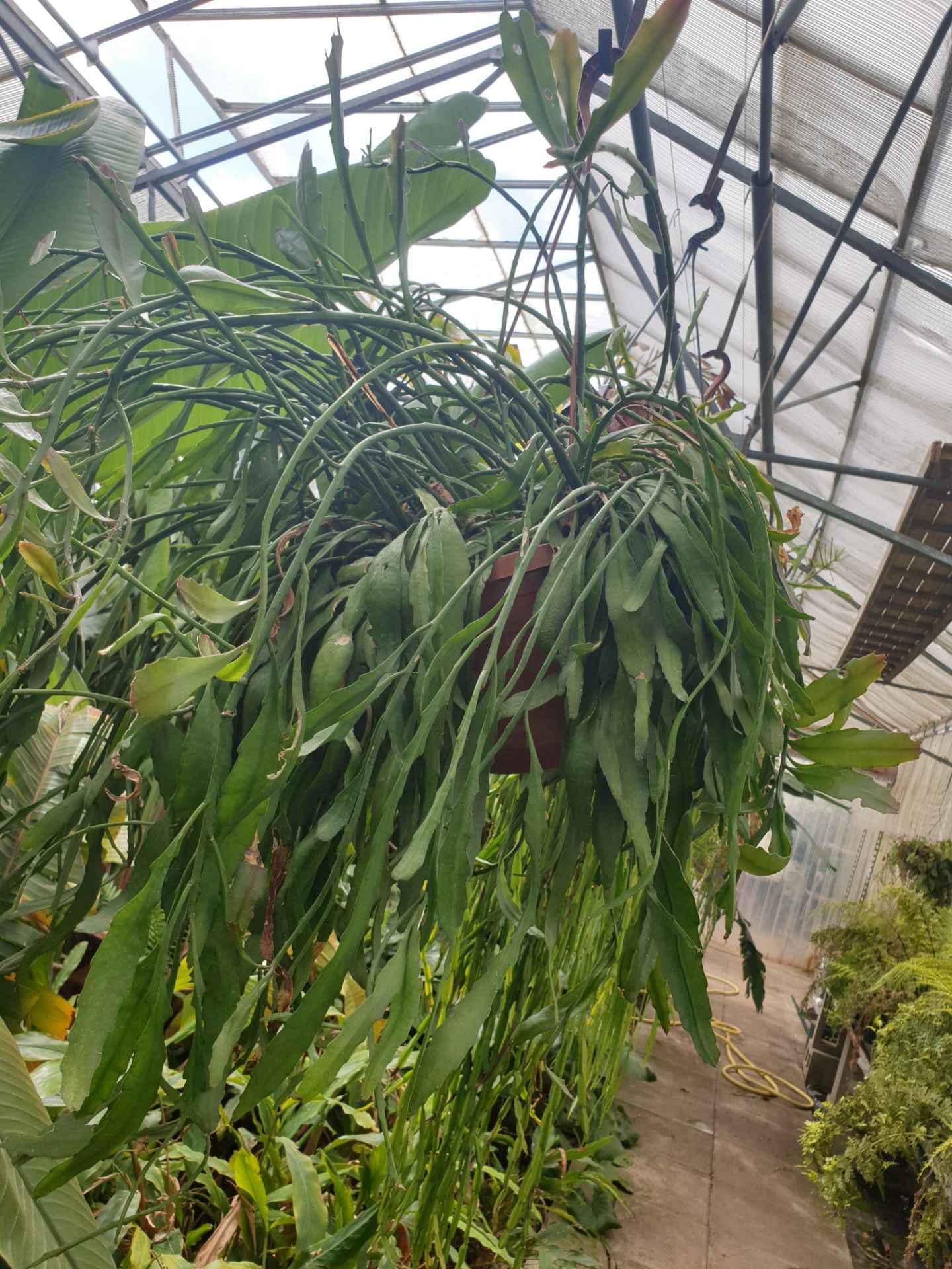 3 Hanging Rispalsi in large hanging pot - Image 3 of 3