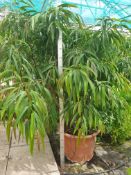 1 Ficus Longifolia - specimun plant with multi stemmed trunk