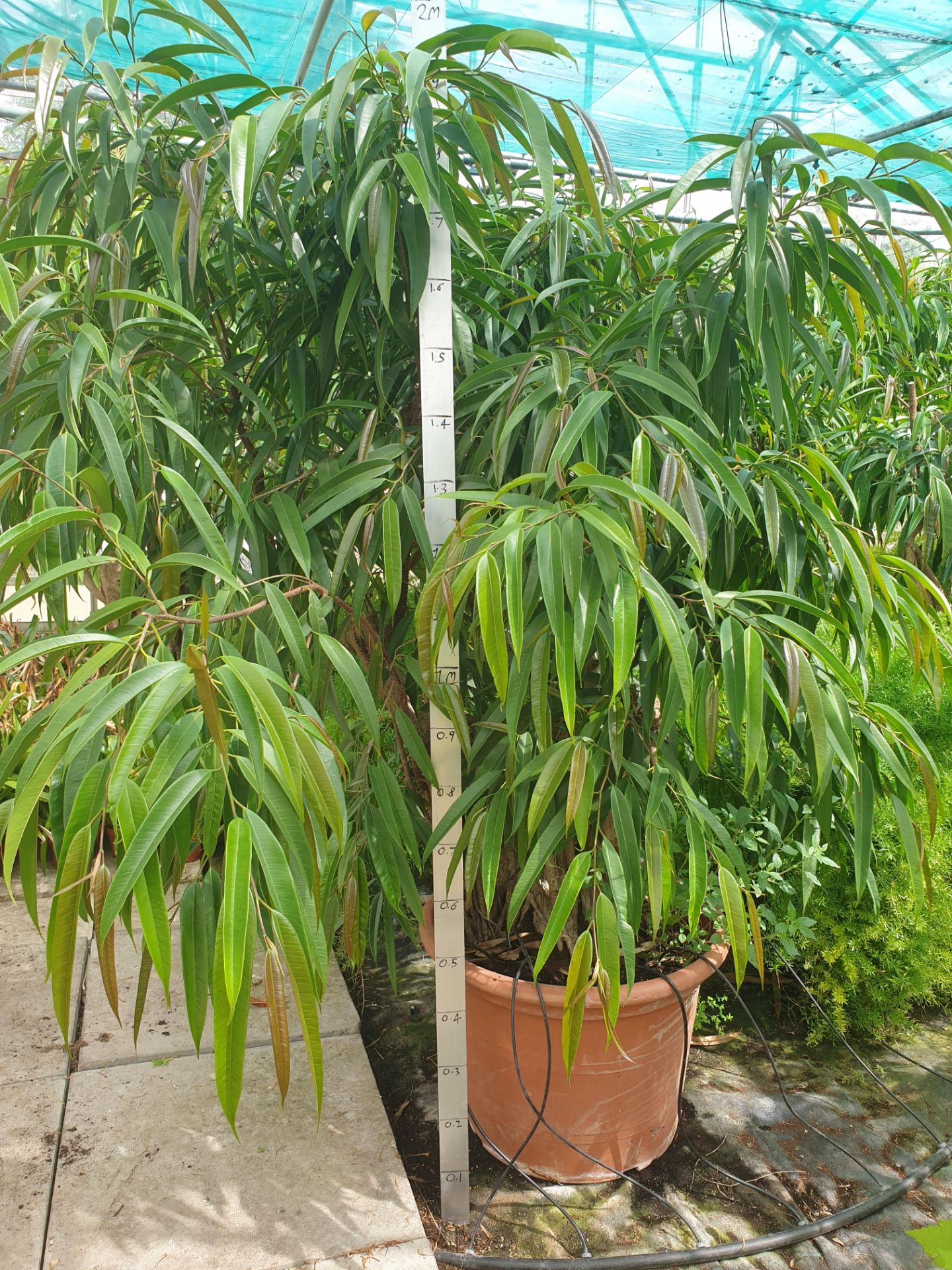 1 Ficus Longifolia - specimun plant with multi stemmed trunk
