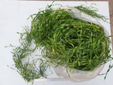 20 Pieces Artificial Seaweed garland - 1.5m - used