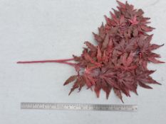 46 x Artificial Acer folaige - Dark dusky pink - Unused