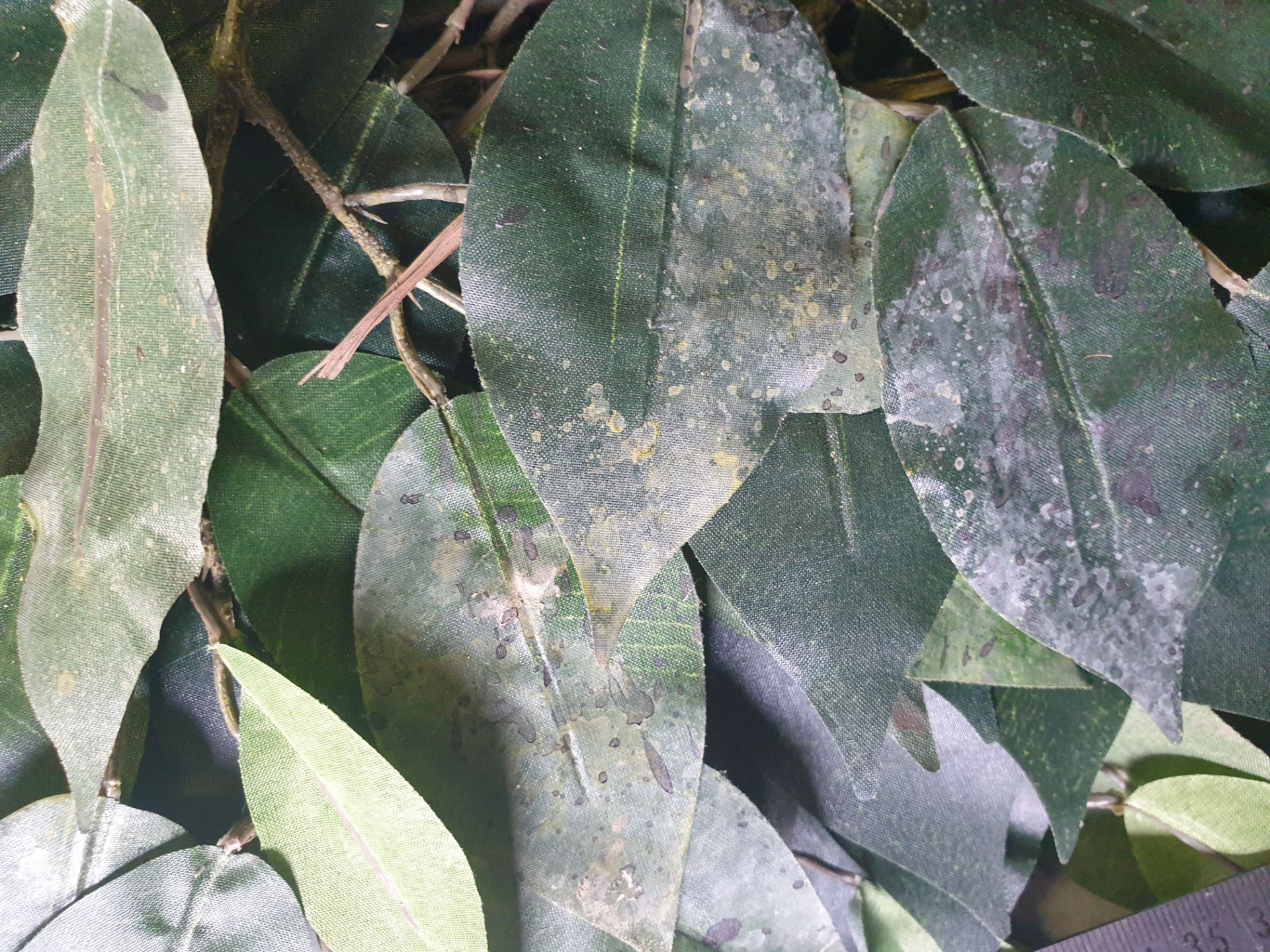 100 Pieces of Artificial Ficus folaige spray - uesd but in good condition - may have a little scenic - Image 2 of 2