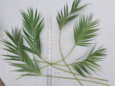 22 Artificial Palm leaves - Used