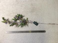 11 x Artificial Mist flower stems - Unused