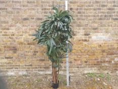 3 x Artificial Raphis palms - Used