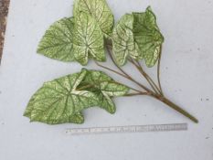 3 x Artificial Caladium plants - white leaves with green veins