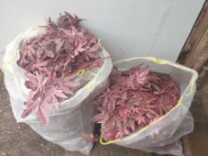 2 bags of used Artificial Acer Dusky pink