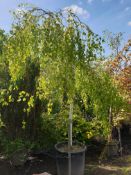 1 Betula pendula - standard weeping specimin plant