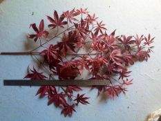 36 Artificial red acer