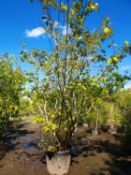 1 Whitch hazel - Hamamellis - mature specimin plant - Yellow flowers