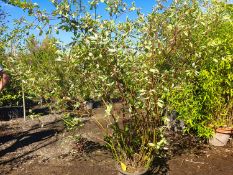 1 Cornus alba