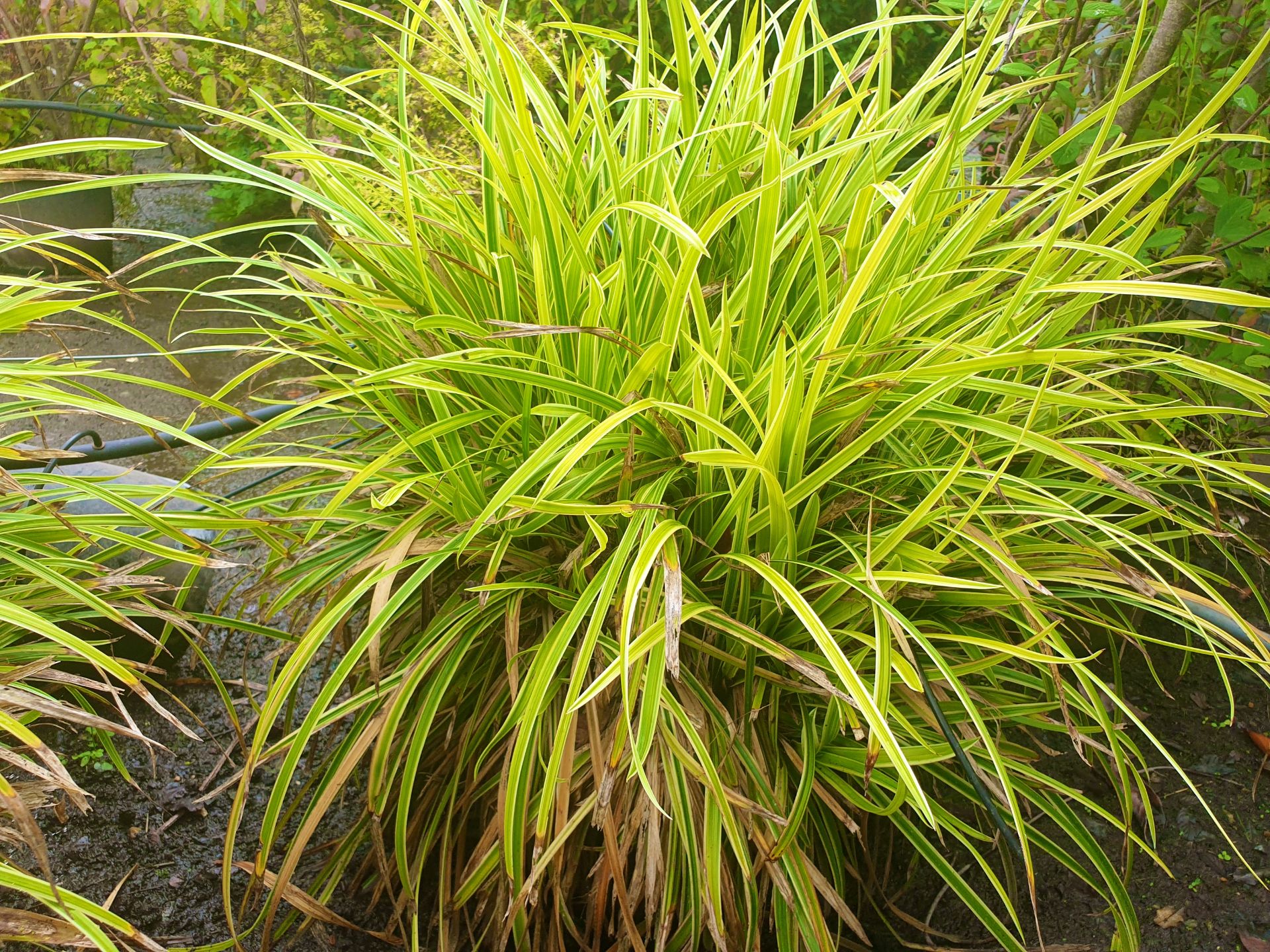 1 large varagated grass - Carex