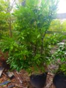 1 Laurel - 80 ltr pot - mature plant