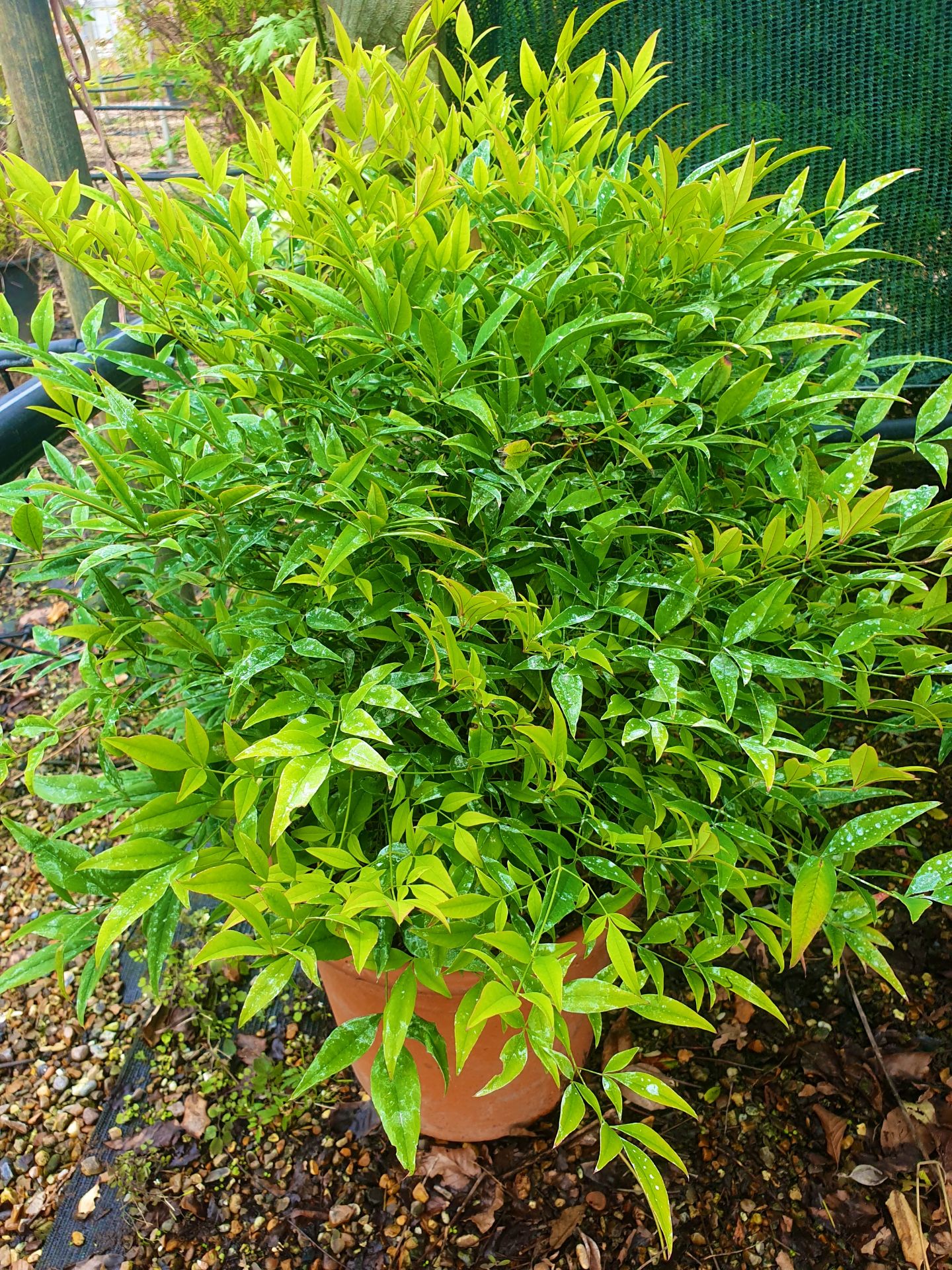 1 Nandina domestica