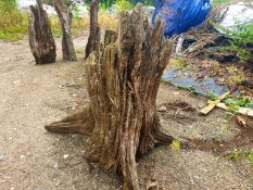 drift wood / tree stumps 1m tall