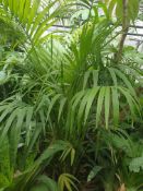 1 Kentia palm - houseplant