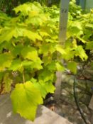 1 Sparmania - Bushy, south african plant - great for conservatory