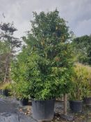 1 Prunus lusitanica - mature evergreen shrub