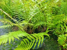 3 x mixed native hardy ferns