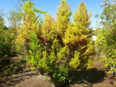 1 Cryptomeria japonica