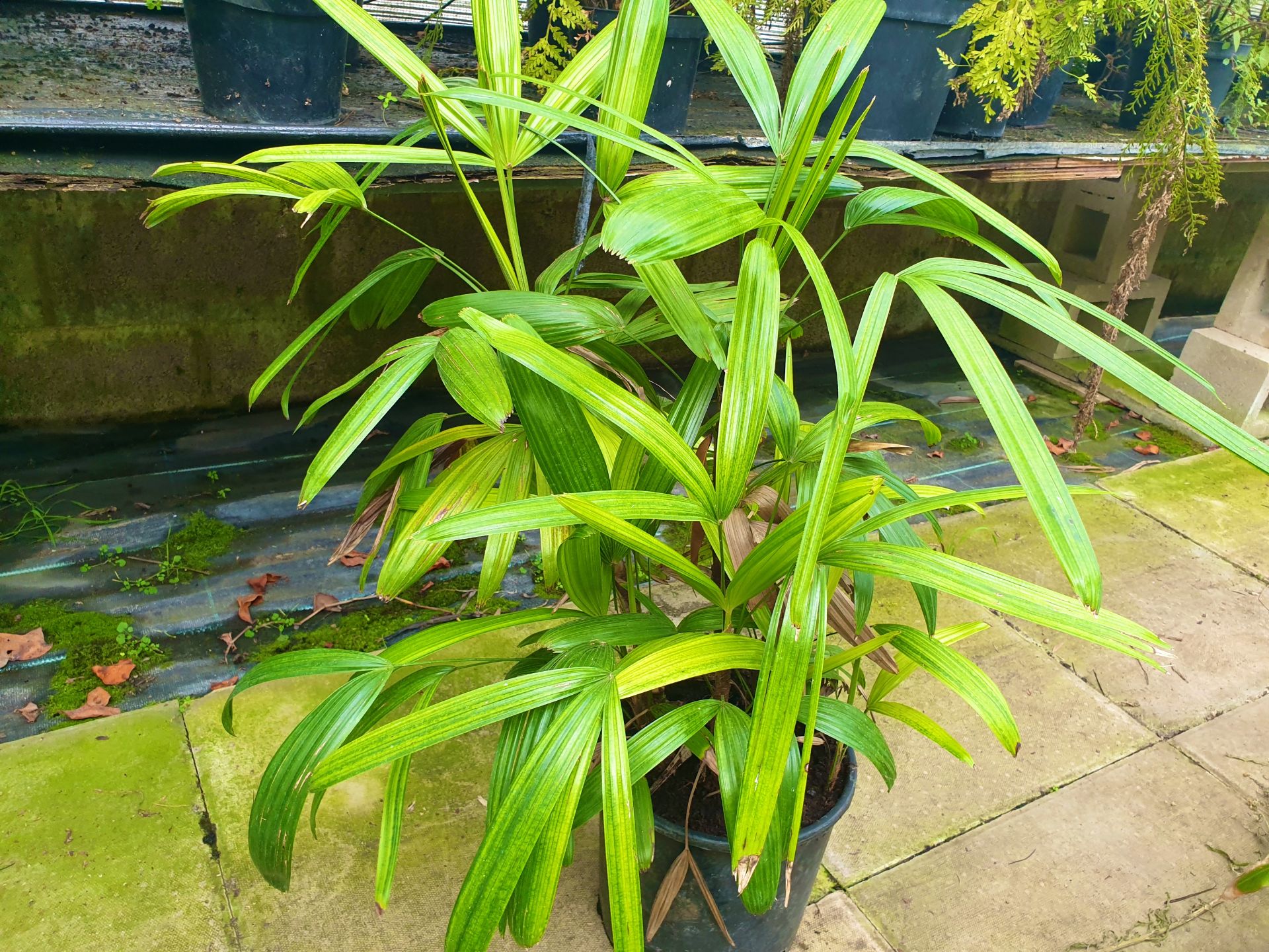 1 Raphis palm - Indoor plant