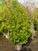 8 Prunus lusitanica - Instant evergreen hedge