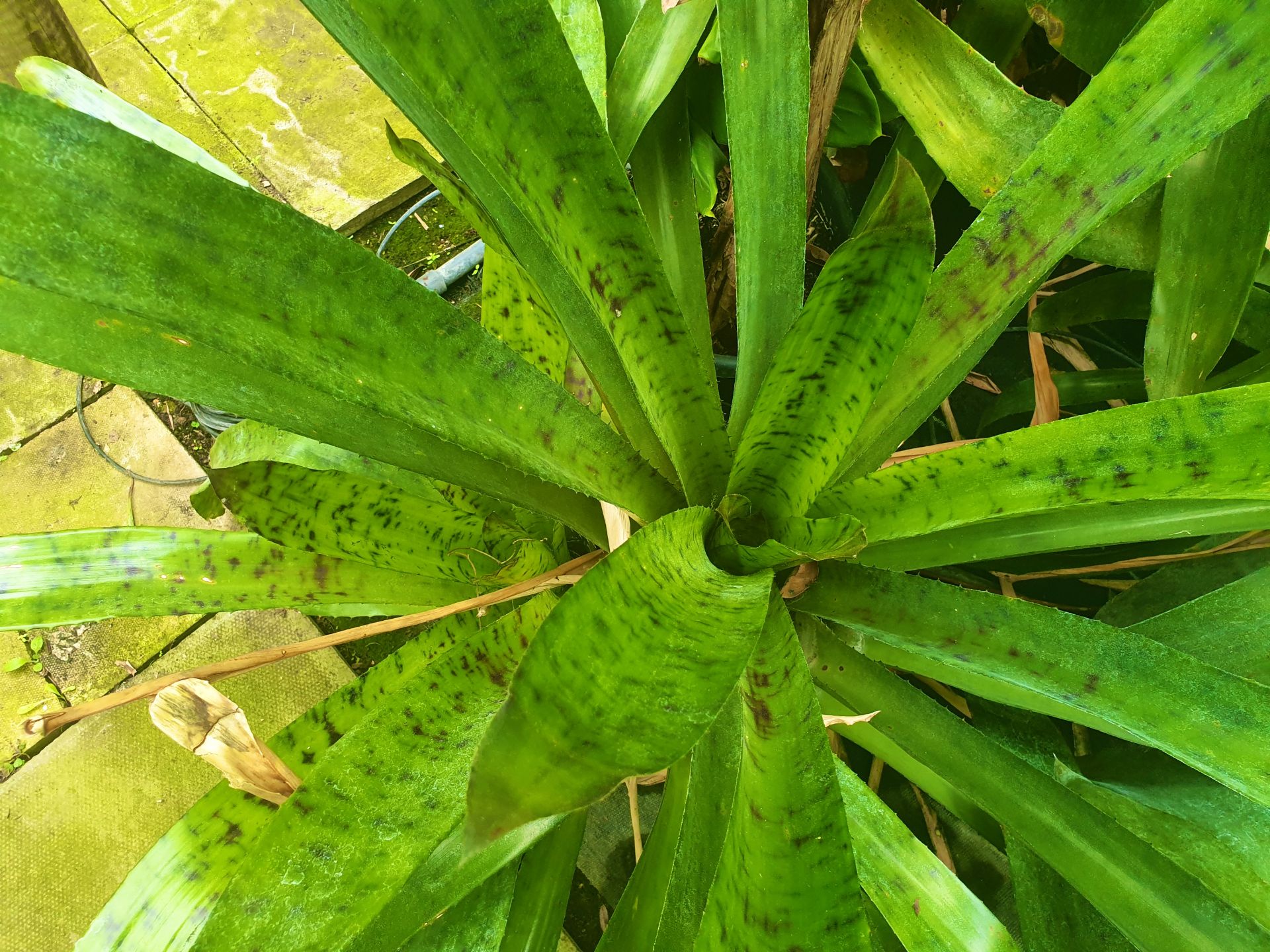 1 Bromeliad - Interesting indoor plant