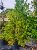 4 Thuja occidentalis - Instant evergreen hedge
