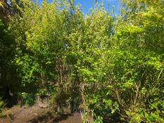 5 Golden privet plants to make mature and instant hedge