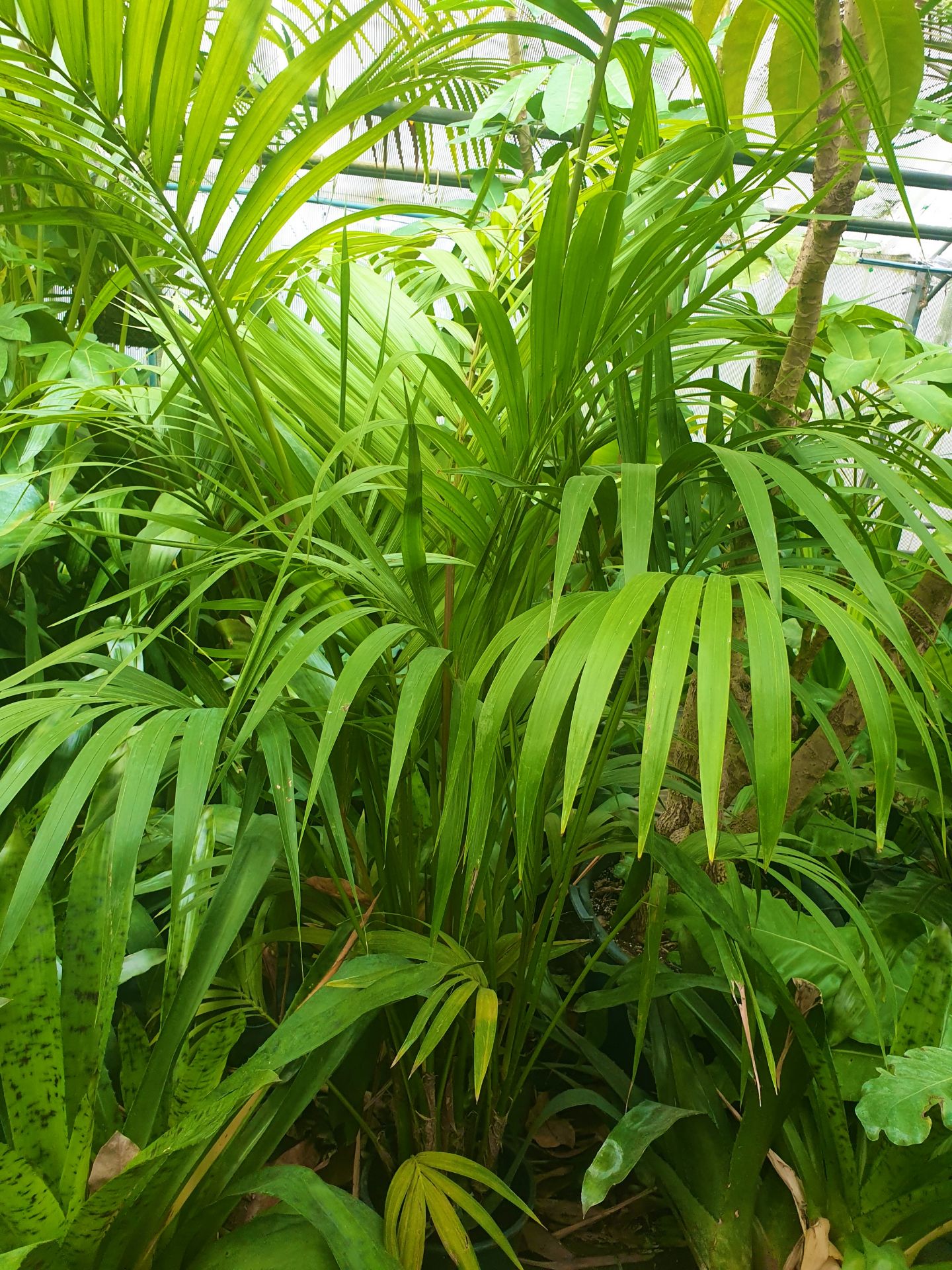 Kentia Palm - Tropical plant 1.8m tall