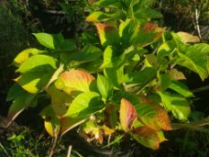 1 Pink flowering Hydrangea