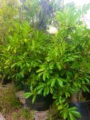 1 Laurel - 80 ltr pot - mature plant