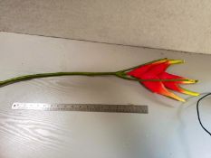 12 x Hellaconia, Red - 80cm - unused