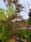 1 Fagus sylvatica purpurea - Coper beech tree - Bit leggy