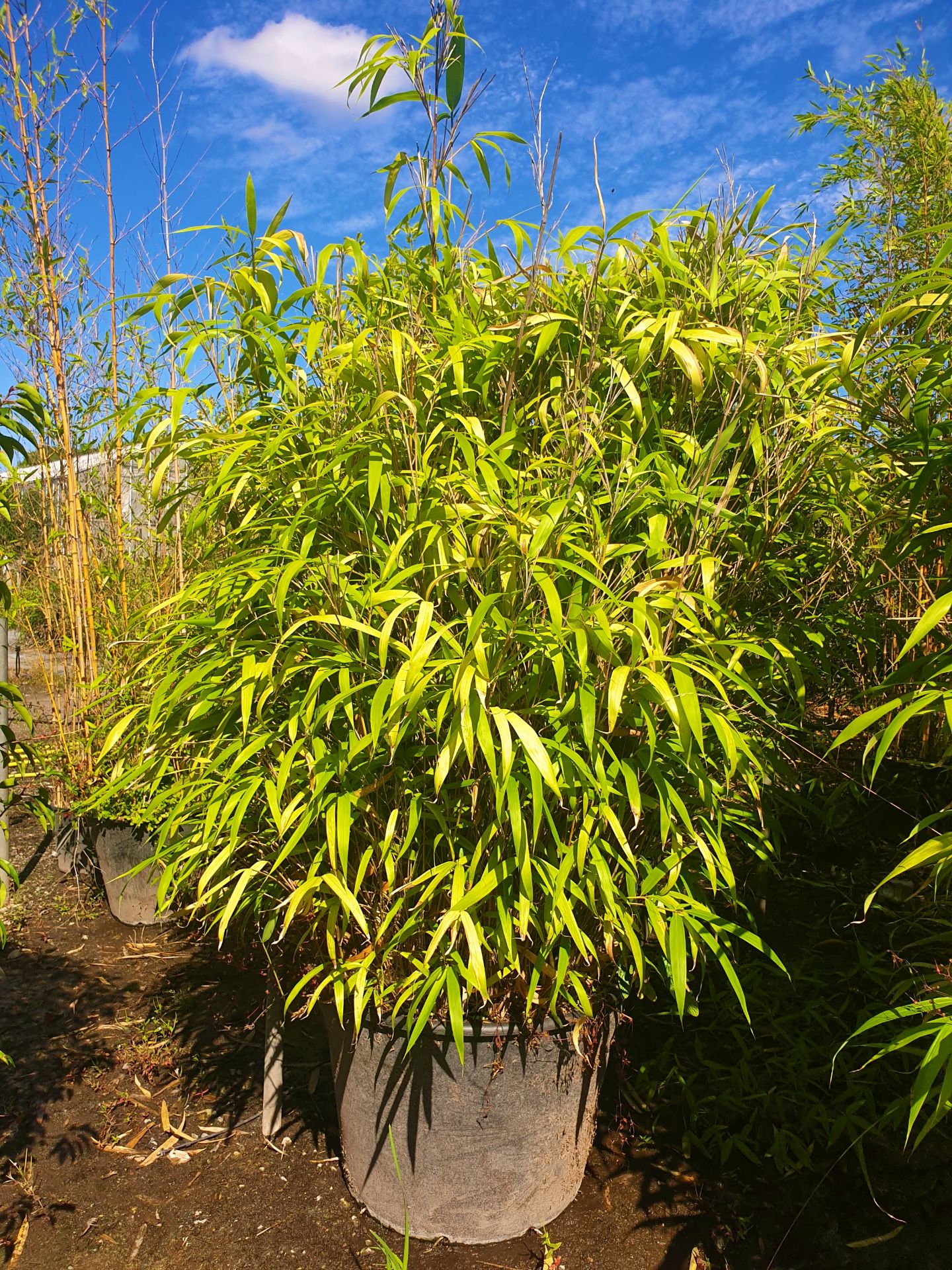 1 Pseudosasa japonica - good big plant