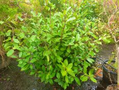 1 Photinia Red Robin