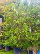 1 Osmanthus - large leafed var.