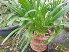 1 White agapanthus in decorative terracotta pot