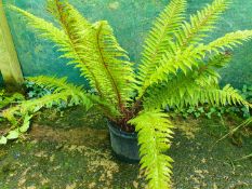 3 x mixed native hardy ferns