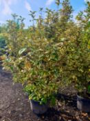 1 Eleagnus ebbingei Gilt Edge - Big bushy evergreen plant