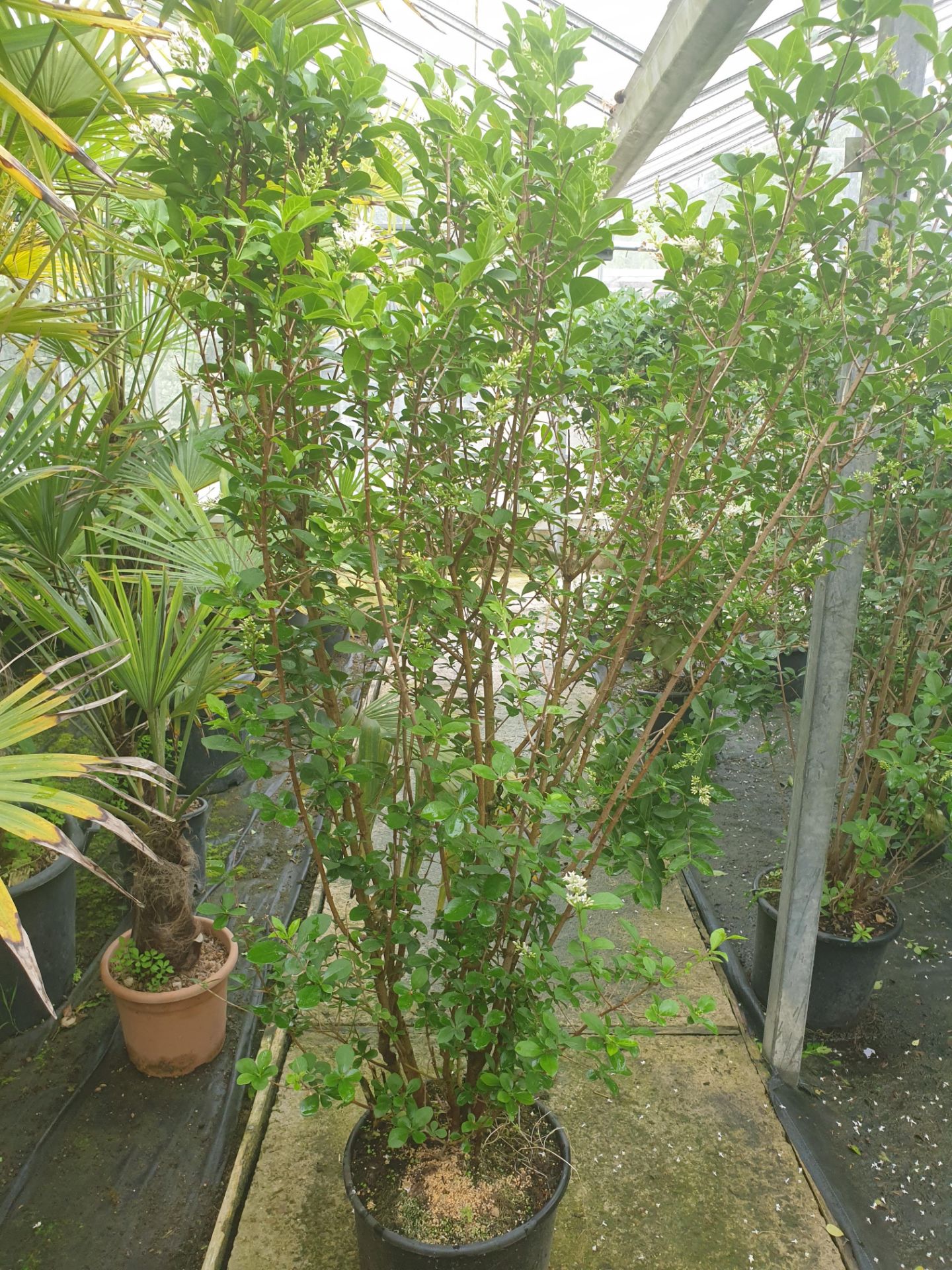 10 x Ligustrum Ovalifolium - instant hedge 1.8m high