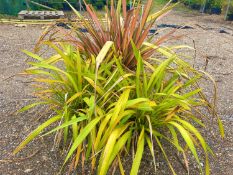 3 x mixed Phormium collection