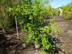 1 Cotoneaster lacteus