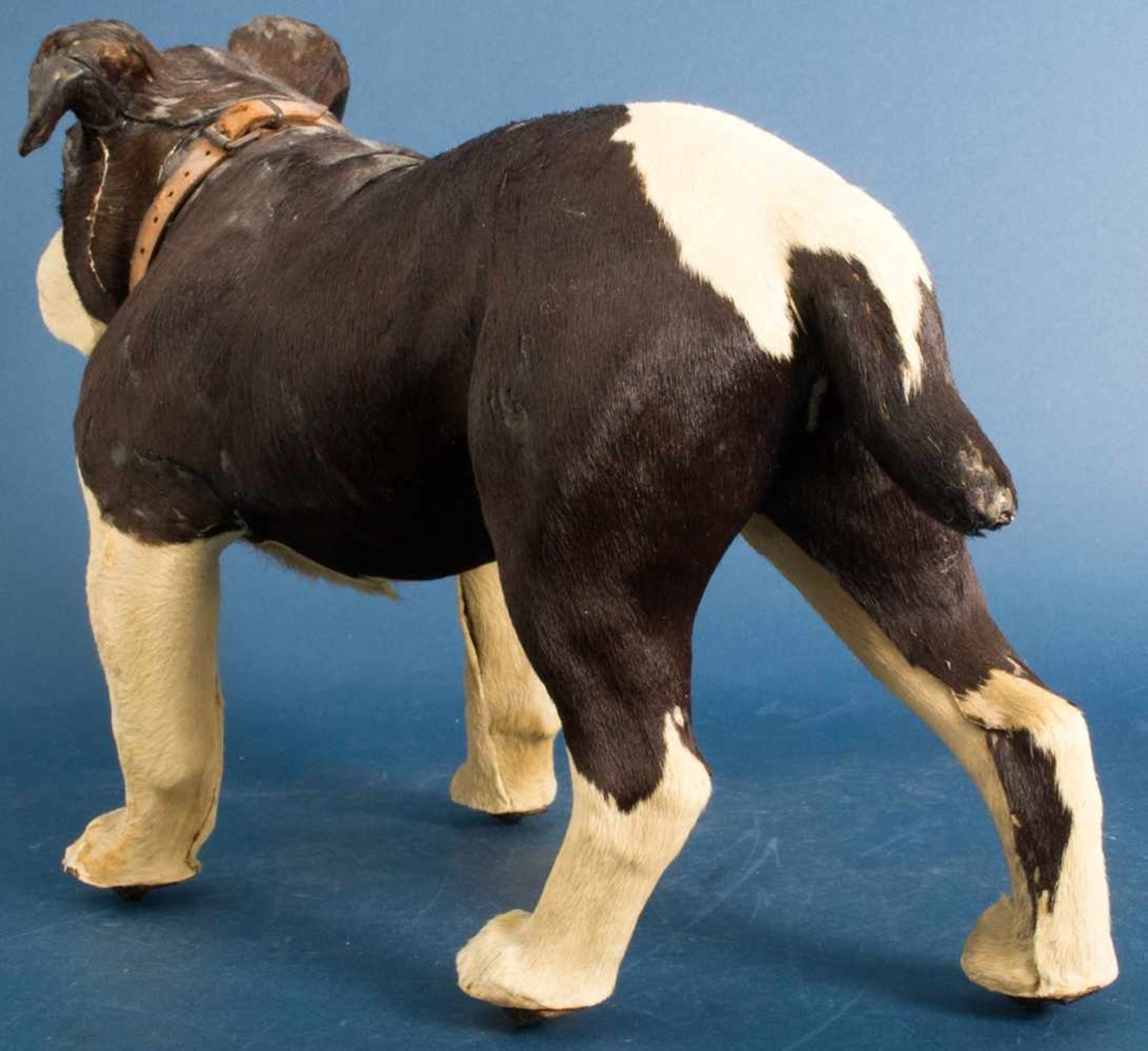 "Englische Bulldogge" zum Gassigehen, um 1900/20, Pappmache-Körper mit Kuhfell bespannt, eingesetzte - Image 7 of 17